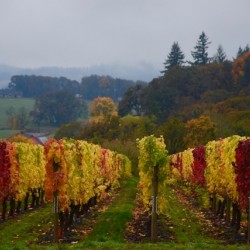 Syrah Vines